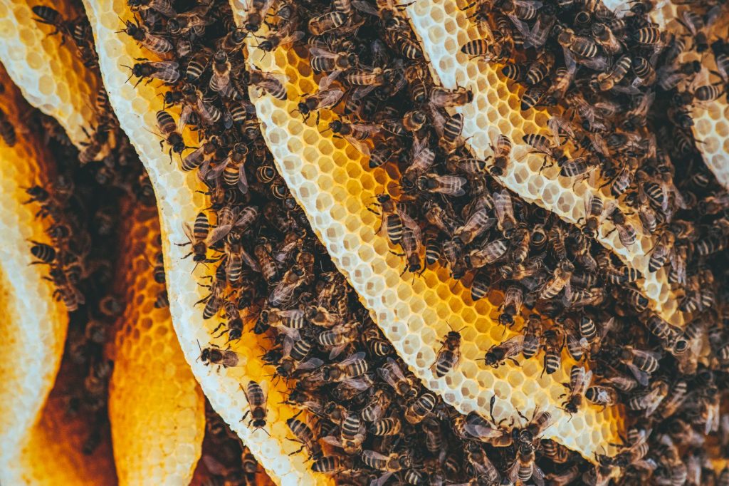 honey bee superorganisms